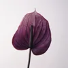 Soft gum anthurium-purple