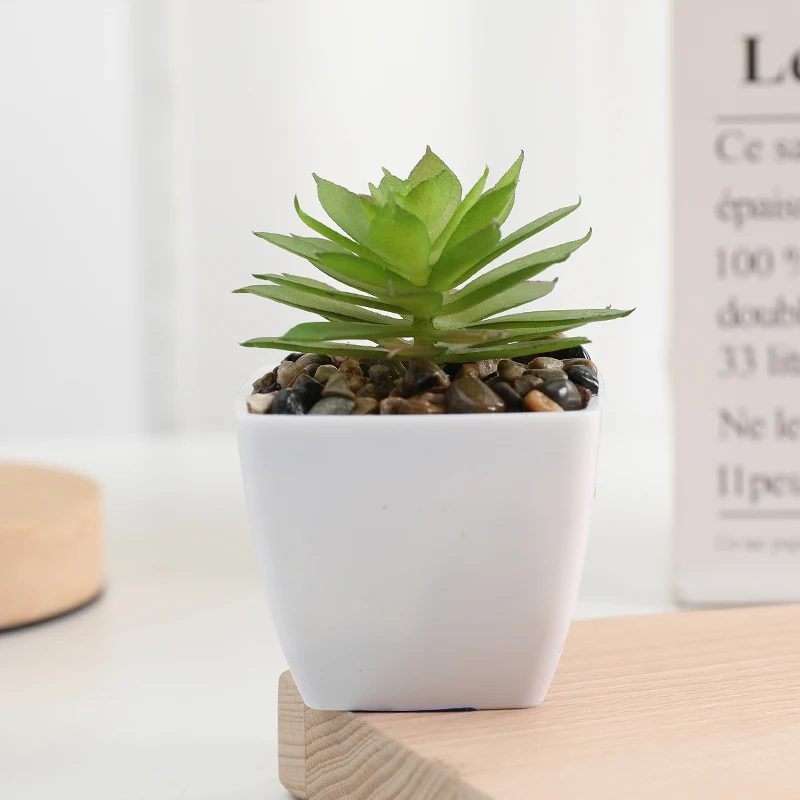 plant terrarium kit Terrarium DIY Kit - Sammie Coffea - Bottle Garden