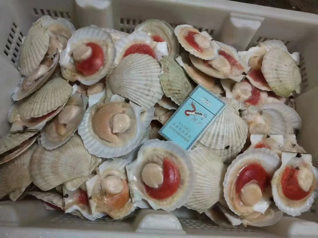 Frozen Half Shell Sea Scallop High Quality - Buy Sea Scallop,Half Shell ...
