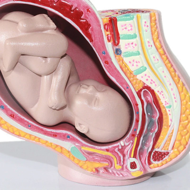 Female pelvic model 6.jpg