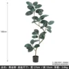 180cm Ficus elastica