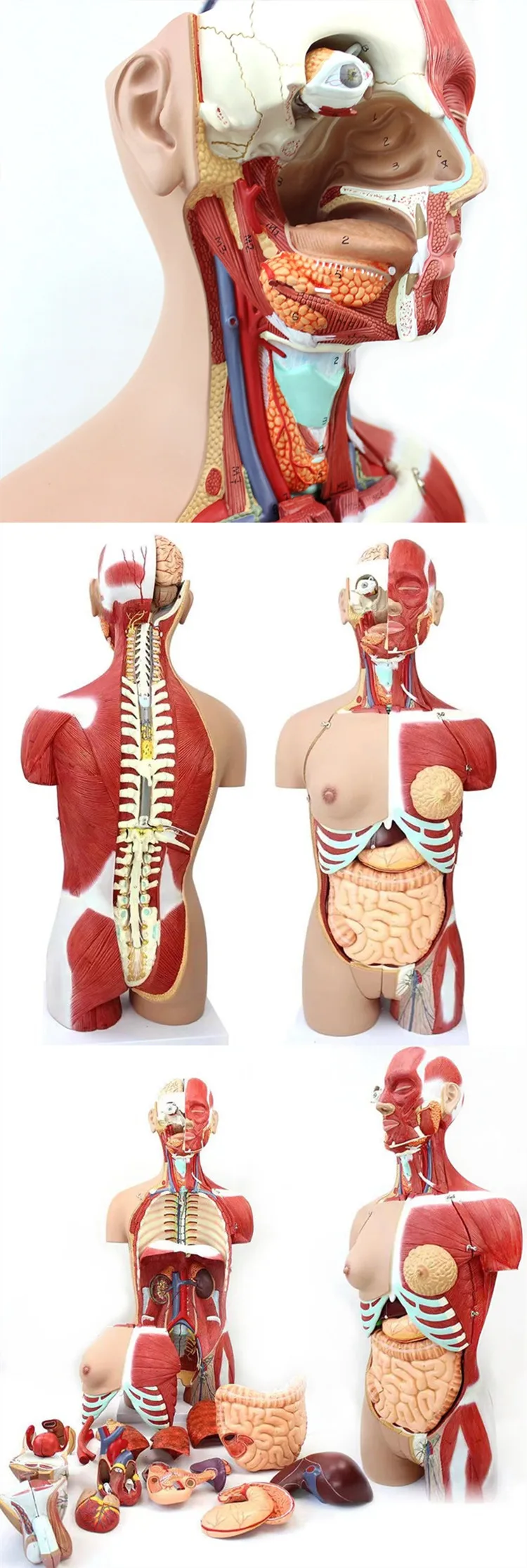 Skeleton Human Anatomy Torso Model - 4D Anatomical Assembly