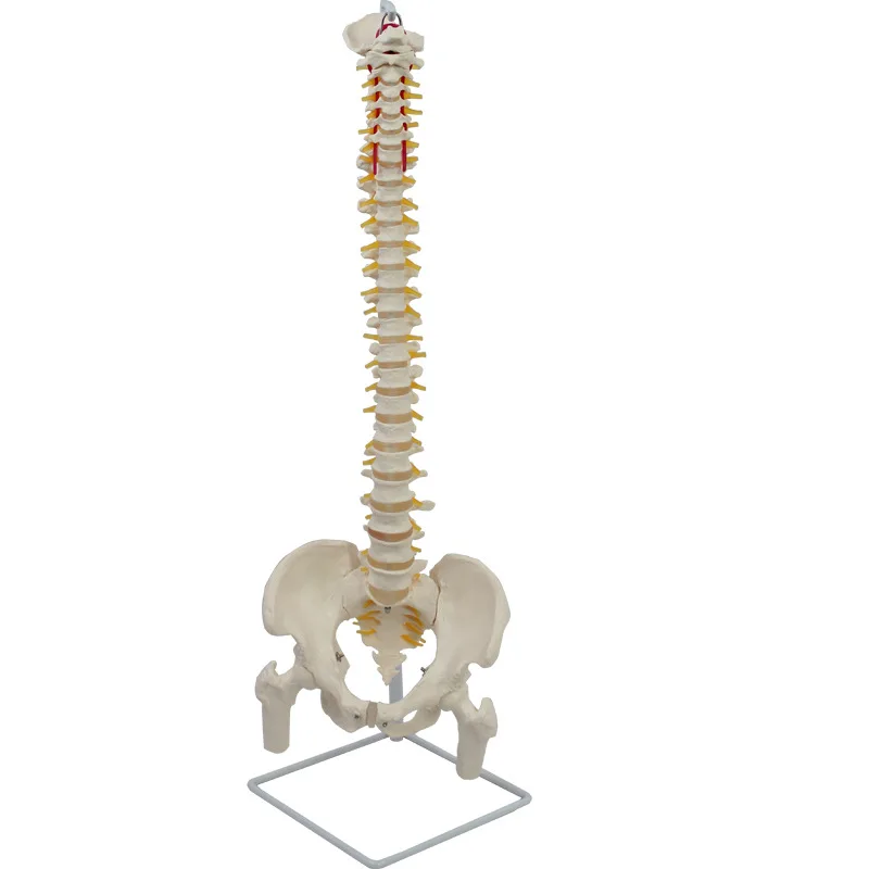 Medical Science Vertebral Column Model Life Size Human Spine Anatomical ...