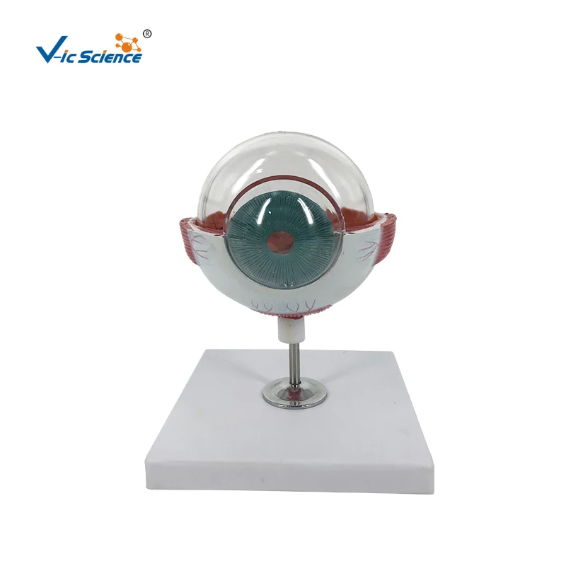 Cutaway Eye Anatomy Model silicone ear model| Alibaba.com