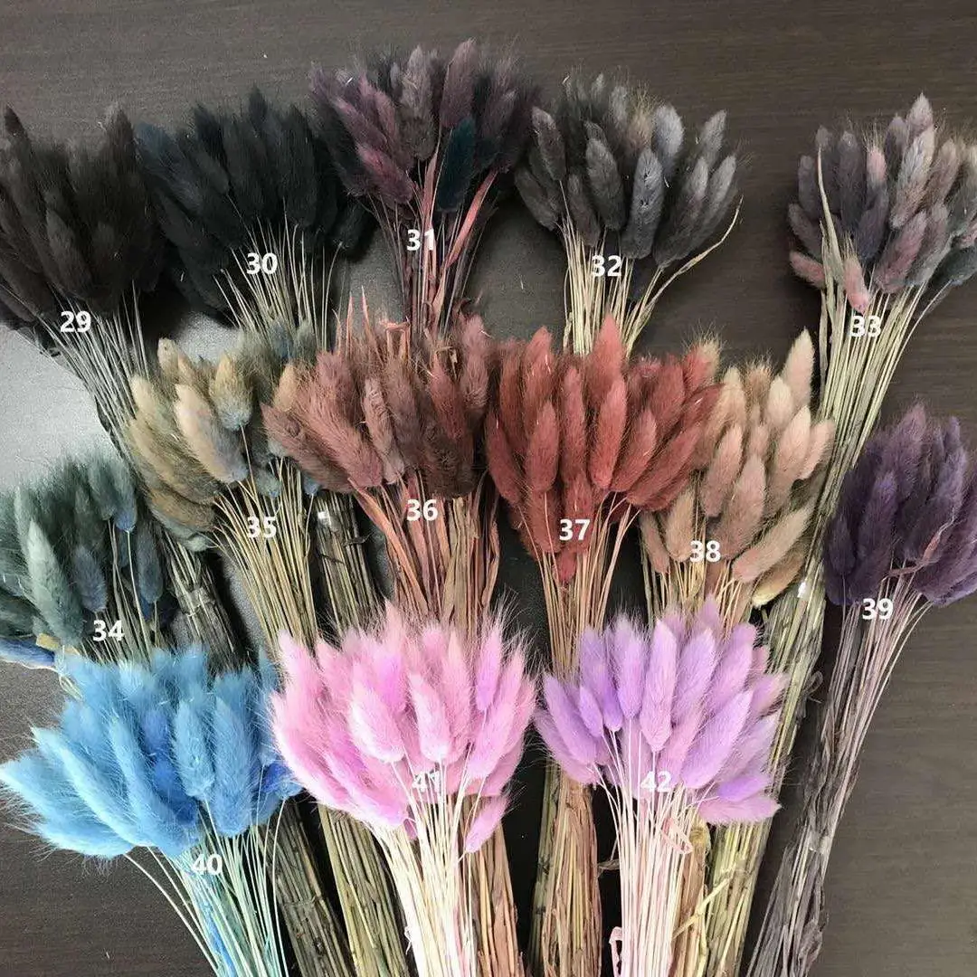 60 Stem Natural Dried Flowers Lagurus Ovatus Rabbit Tail Grass Home  Decoration - China Fresh Cut Flower and Flowers price