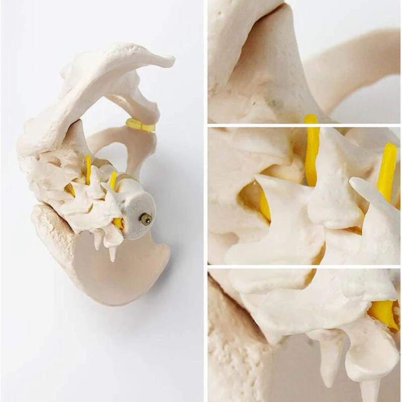 Medical Teaching Pvc Pelvis Anatomy Model With 2pcs Lumbar Vertebrae