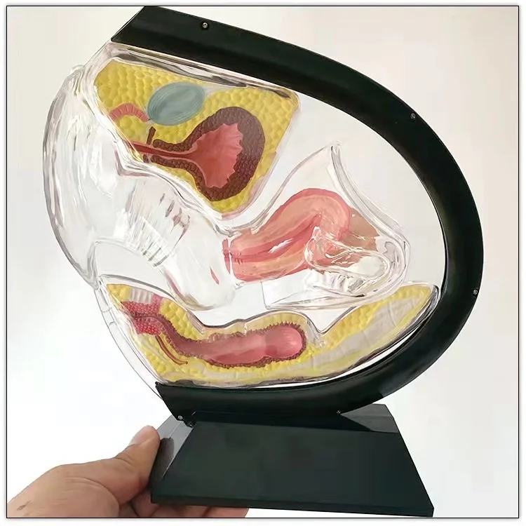 Модель женской репродуктивной системы, прозрачная модель матки, демонстрация менструального Кубка