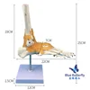 Ligamentos de las articulaciones del pie