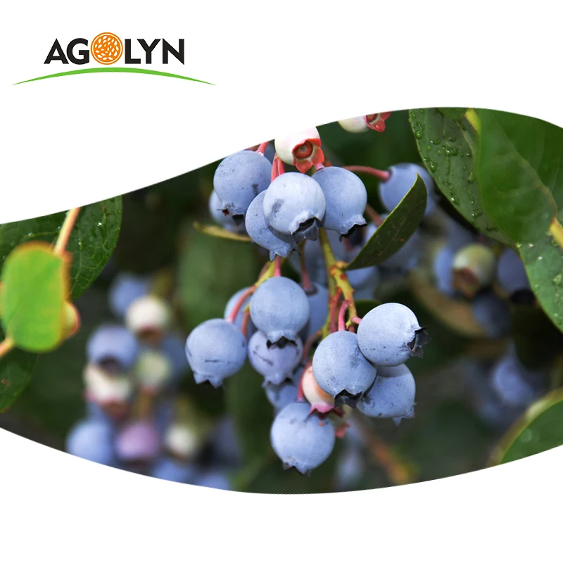 Agolyn Organic Healthy Fruit Freeze Dried Blueberry