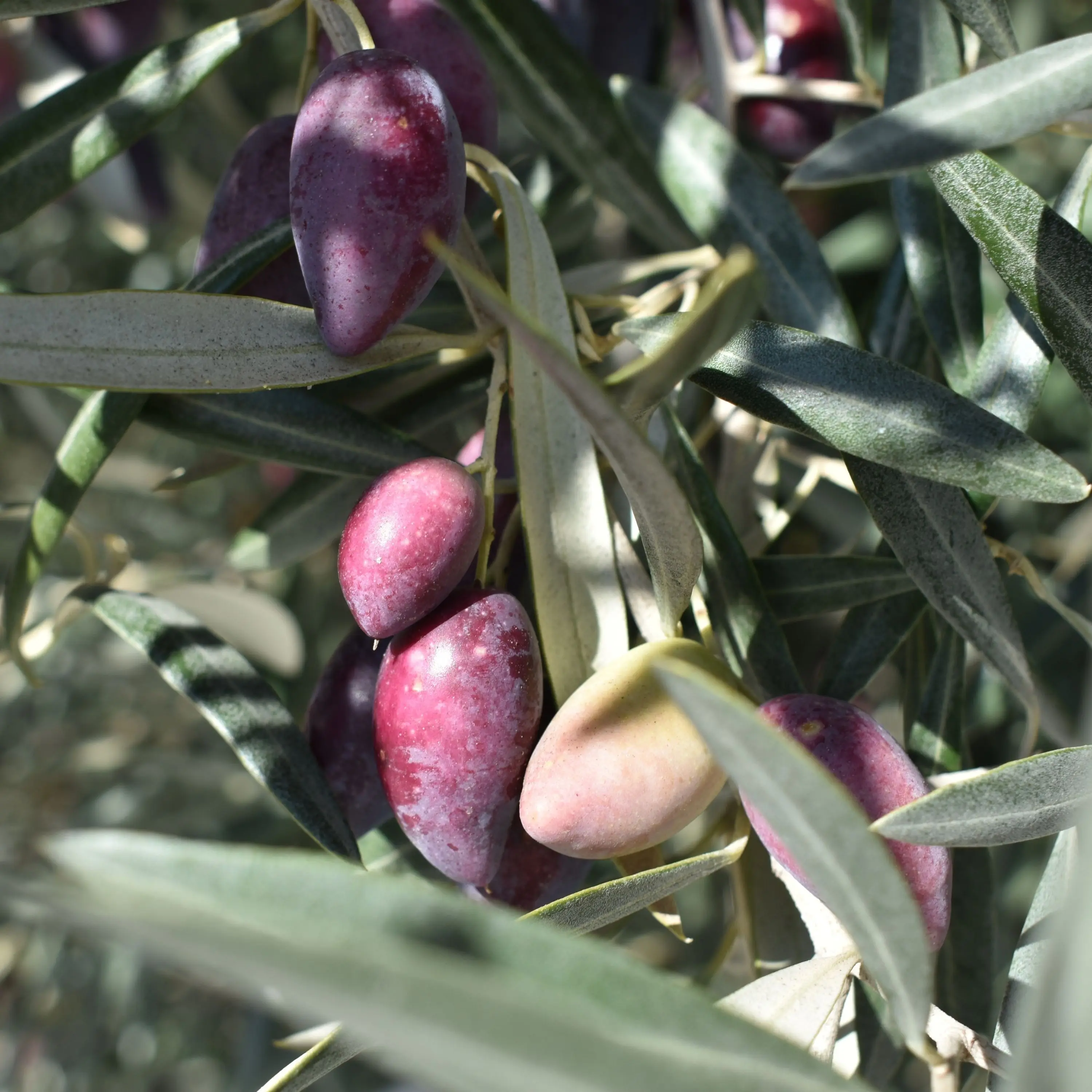 Собственная Марка оливковое масло Экстра девственницы 250 мл Стеклянная Зеленая Бутылка первая холоднопрессованная сделано в Испании