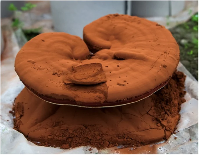 Food Grade Ganoderma Lucidum Spore Oil China Reishi Mushroom Essential Oil for Strengthen Immunity