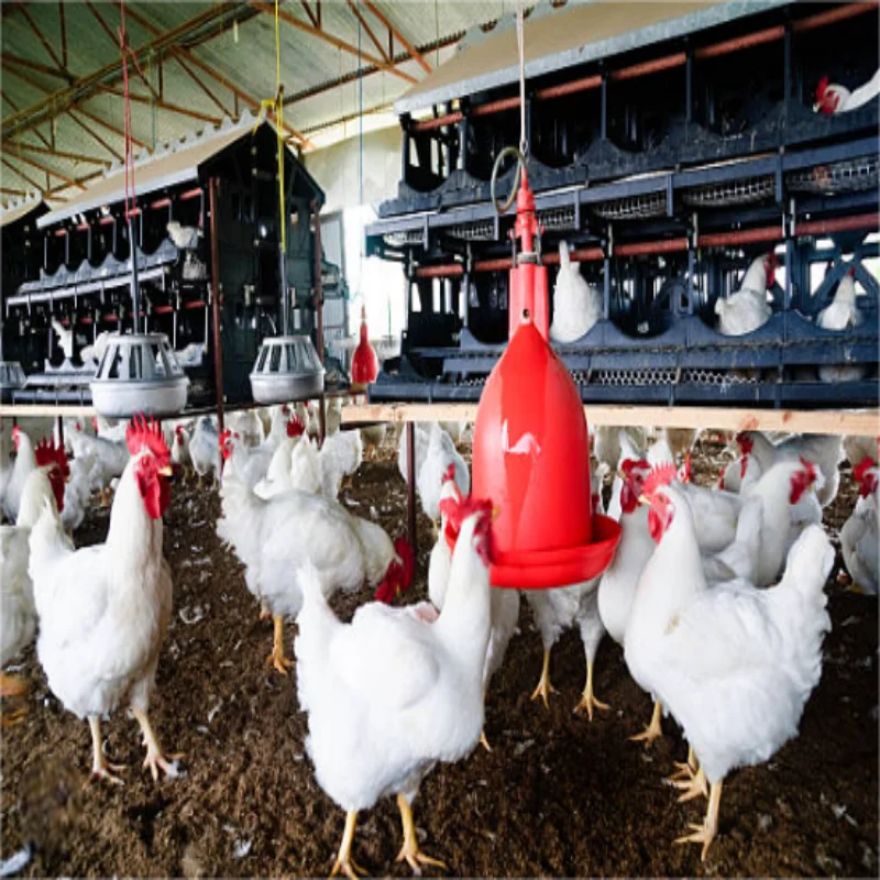 Livestock and Poultry Breeding Plant Chicken Cages or Large Storage Farmhouse Farms for Broilers