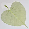 4-Green