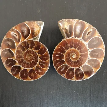 Wholesale Natural Ammonite Fossil Druzy Geode Shell Snail Slab Small Size Ammonite Fossil Pendant For Healing