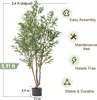 Olivo Naturale Verde 1,80 m con Vaso di Partenza Nero