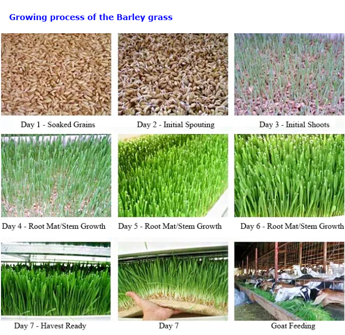 Barley grass growing-.png