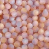 Polvo