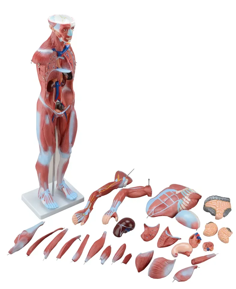 Detachable 80cm Human Body Muscle Anatomy Model With 27 Parts - Buy ...