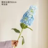 Pointed-head hydrangea blue