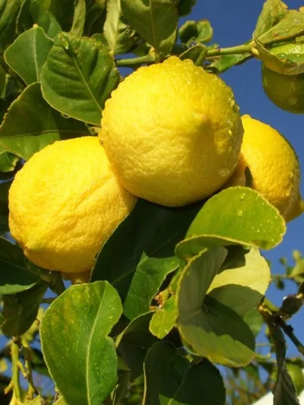 lemon plant seeds / citrus limon seeds