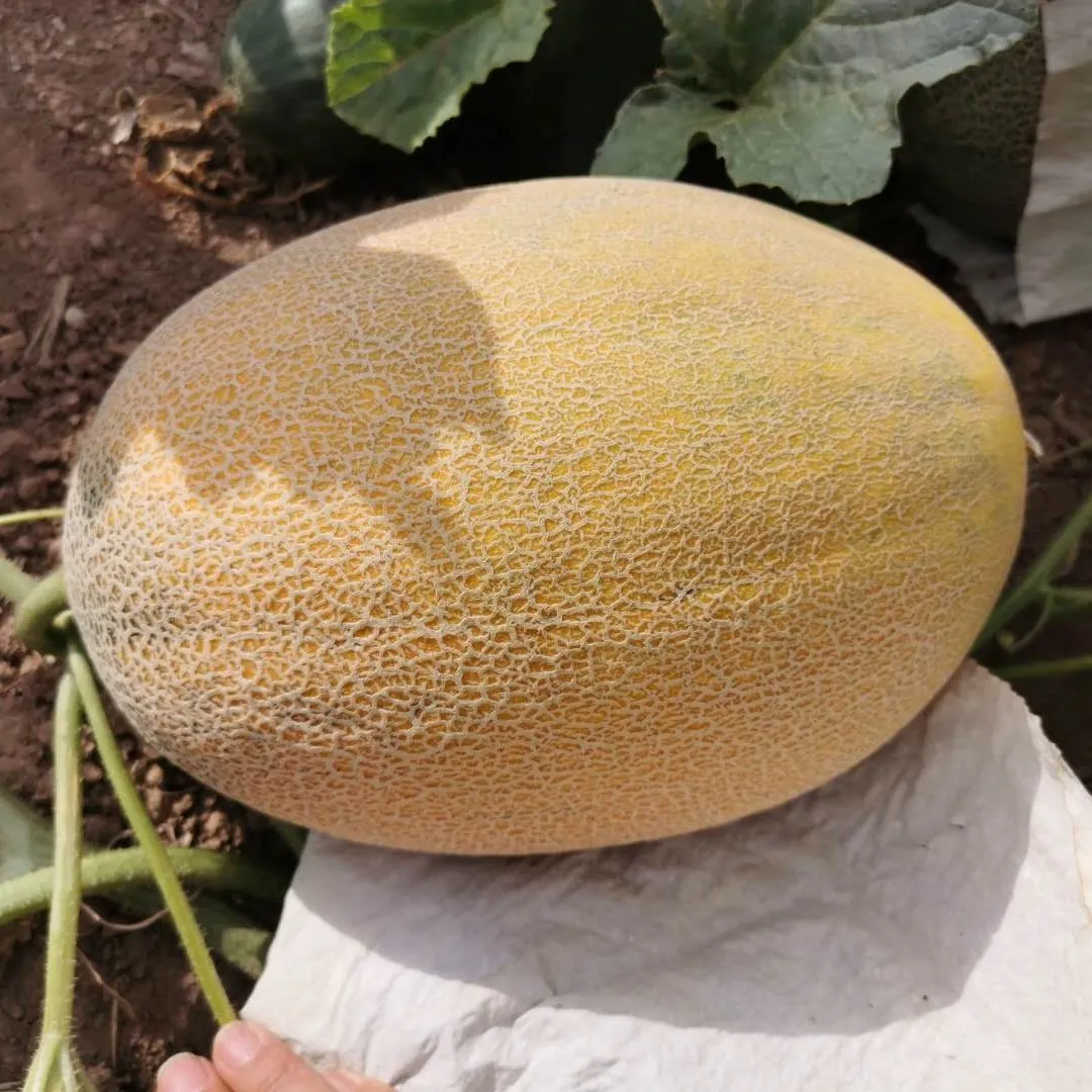 Delai F1 sweet yellow skin orange flesh melon seeds f1 for planting China