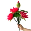 rose red