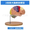 2x cerveau