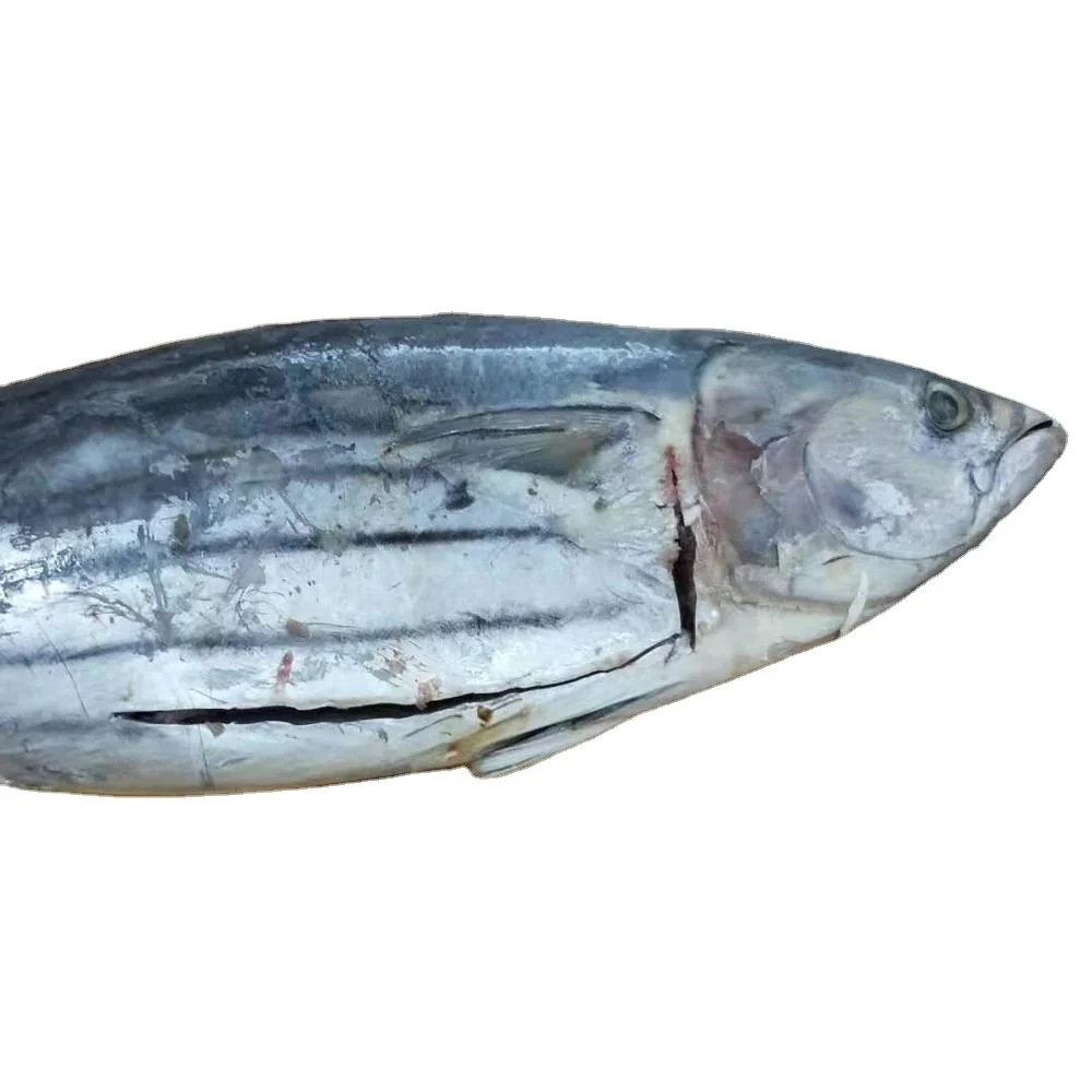 Frozen bonito skipjack tuna for sale