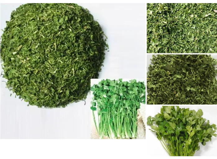 Bulk Dehydrated Coriander | Wholesale Supplier H994604cba38144acadc271ad65ca5fbbI