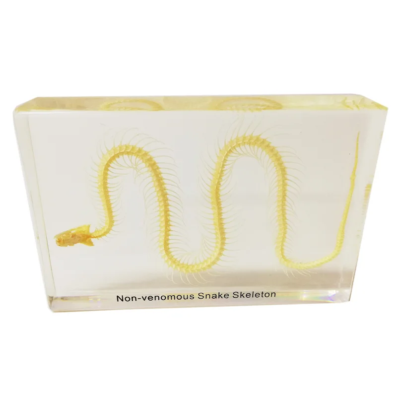 Gelsonlab HSBS-006 Educational Non Venomous Snake Skeleton Embedded Biological Specimens