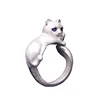 gatto bianco