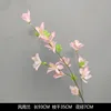 Rain and Wind Orchid