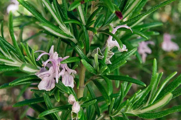 Dried Rosemary Whole Bulk Supply | Wholesale Manufacturer H99773d15dcb04a0bbab601800aa4744fY