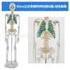 85cm [Upright Spinal Nerve Intervertebral Disc] Green