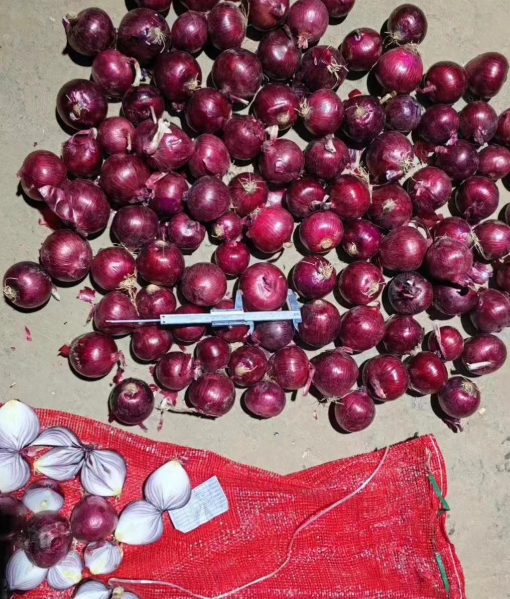 Свежий высококачественный лук поставщиков в Китае красный круглый свежий из на складе год
