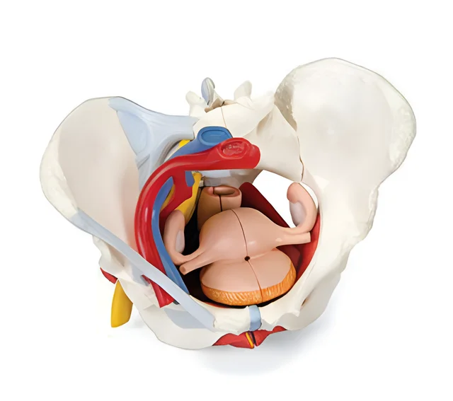 DARHMMY Female Pelvic Floor Muscle Girdle Large Natural 6 Parts Organs Vascular Nerves Anatomical Model Medical Science