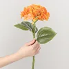 ไฮเดรนเยียสีส้มเหลืองขนาดใหญ่ สูง 45 ซม. หัวดอก 23 ซม