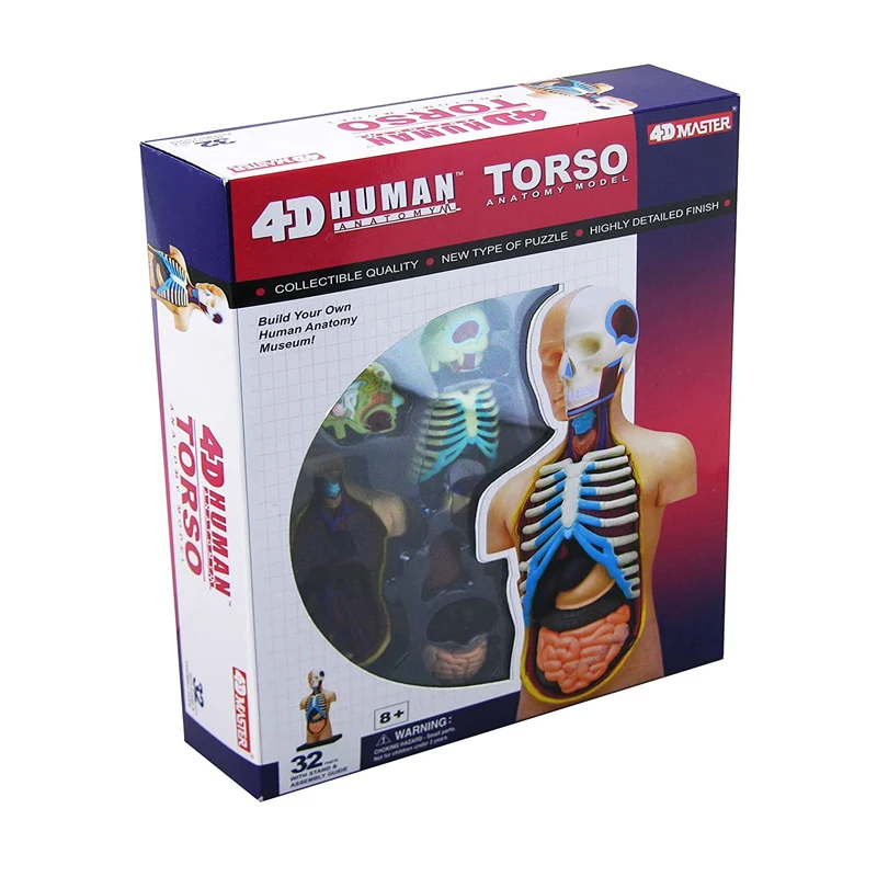 4D Master Human Torso Model - Medical Anatomy Puzzle Toy