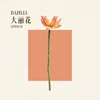 DAHLIA