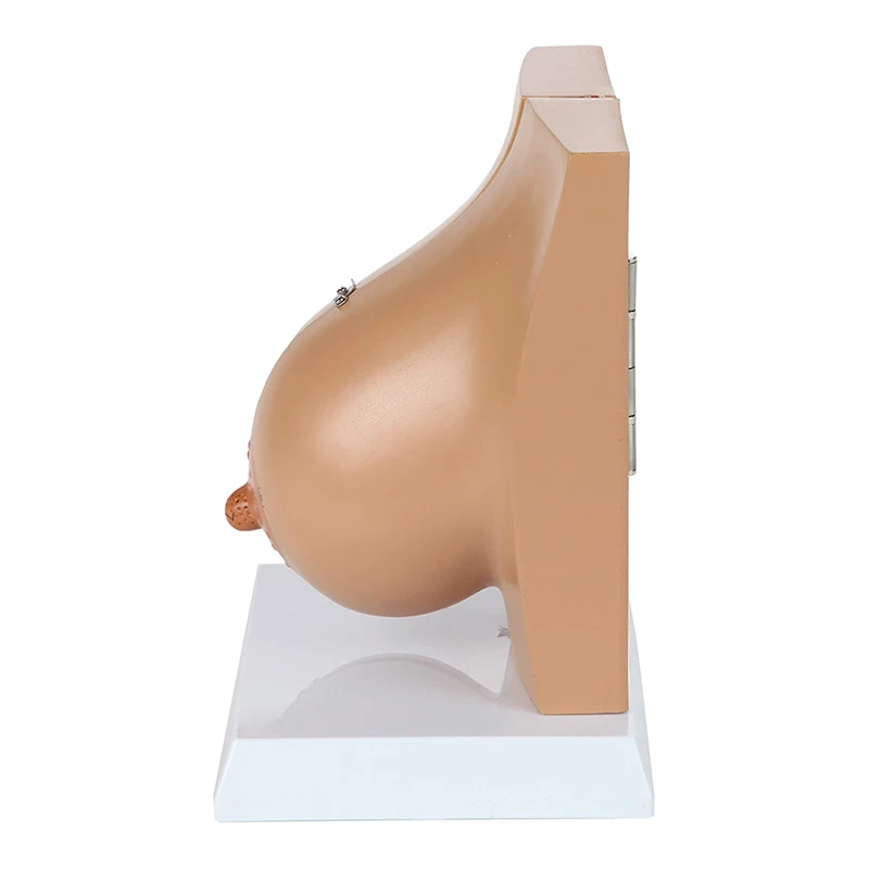 Medical Anatomy Human Female Breast Model In Lactation Period To Reveal Internal Breast Anatomy