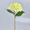 Hortensia vert clair