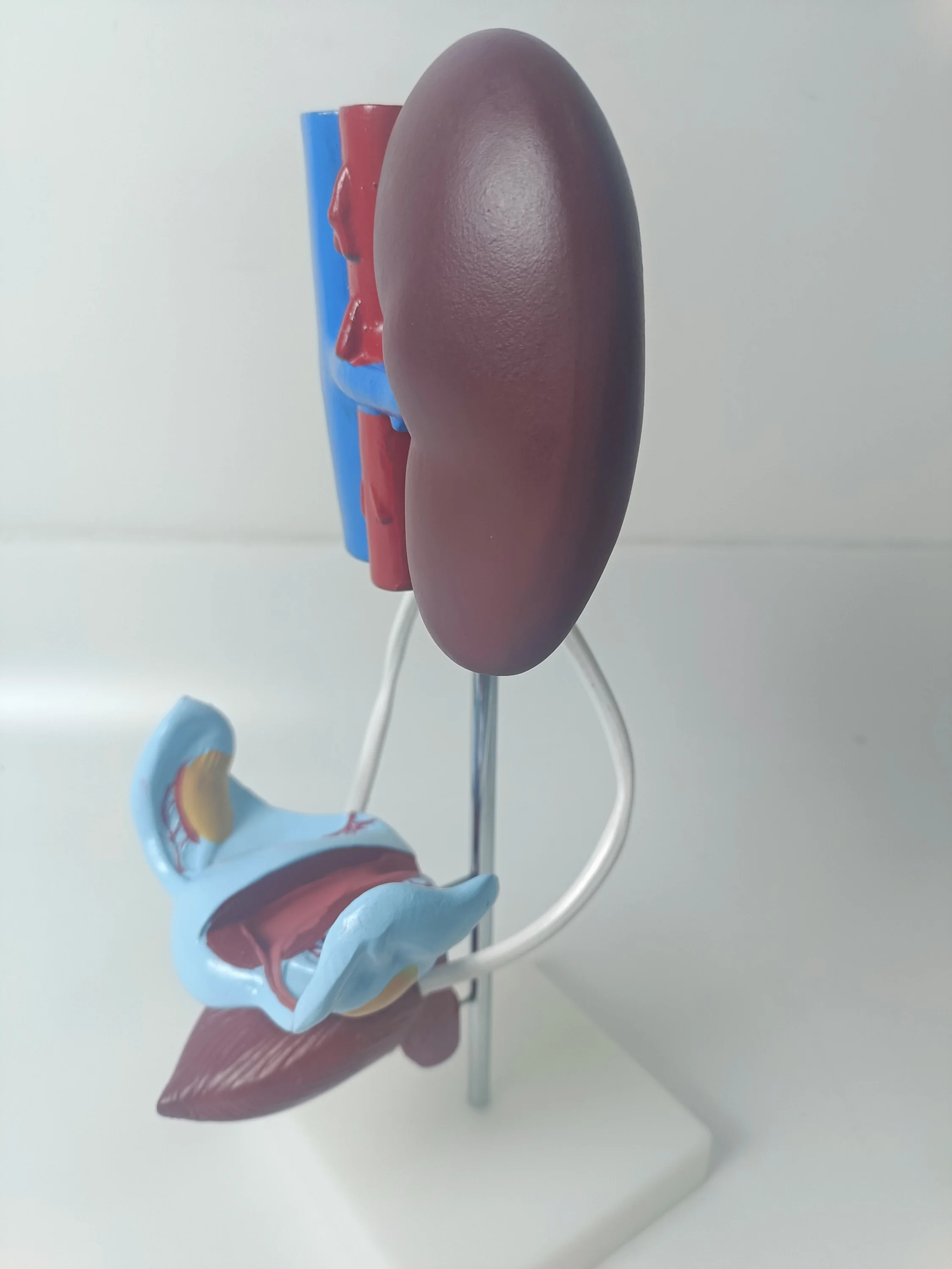 Medical Practice Training PVC 3D Human Authentic Demonstration Anatomy Female Reproductive System Model for Study Teaching