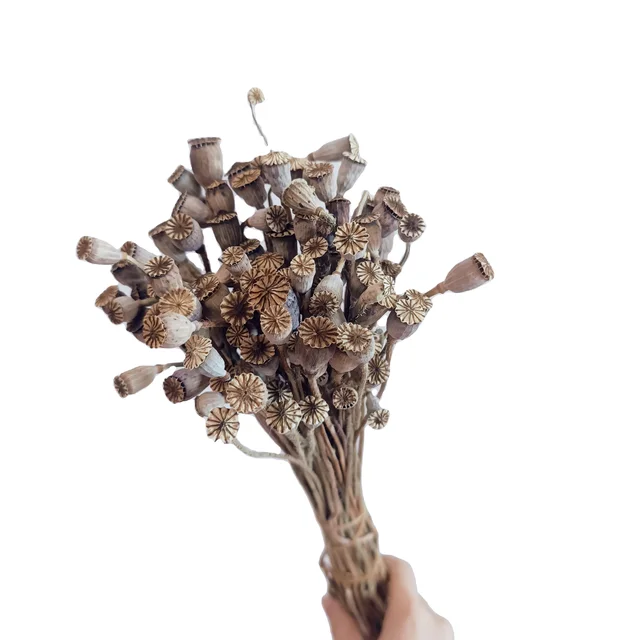 natural wholesale prices dried flowers preserved flowers & plants poppy flower dry original for diy arrangement
