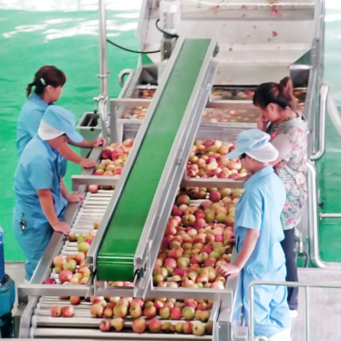 Apple Vinegar Production Line apple Sorting Machine
