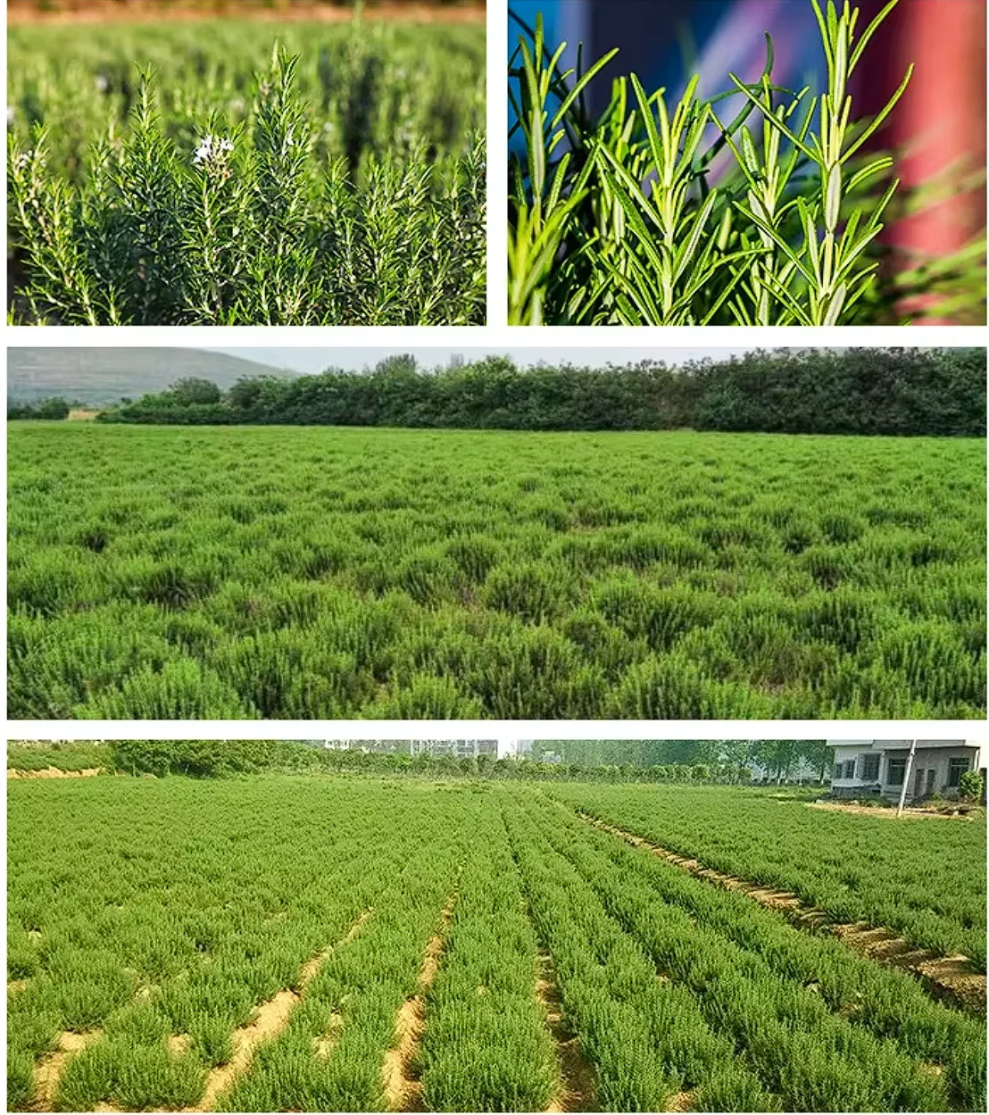 Freeze Dried Rosemary - Bulk Wholesale from China Factory H99f6d46e8841455bba86b99a0611ea510