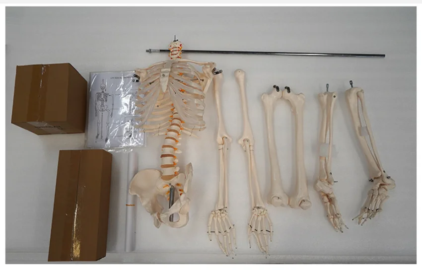 Medical Educational Human Life Size Skeleton Model 178cmtall Biological