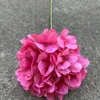 Large single american hydrangea rose