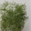 Verde scuro