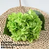 Hydrangea with leaf green
