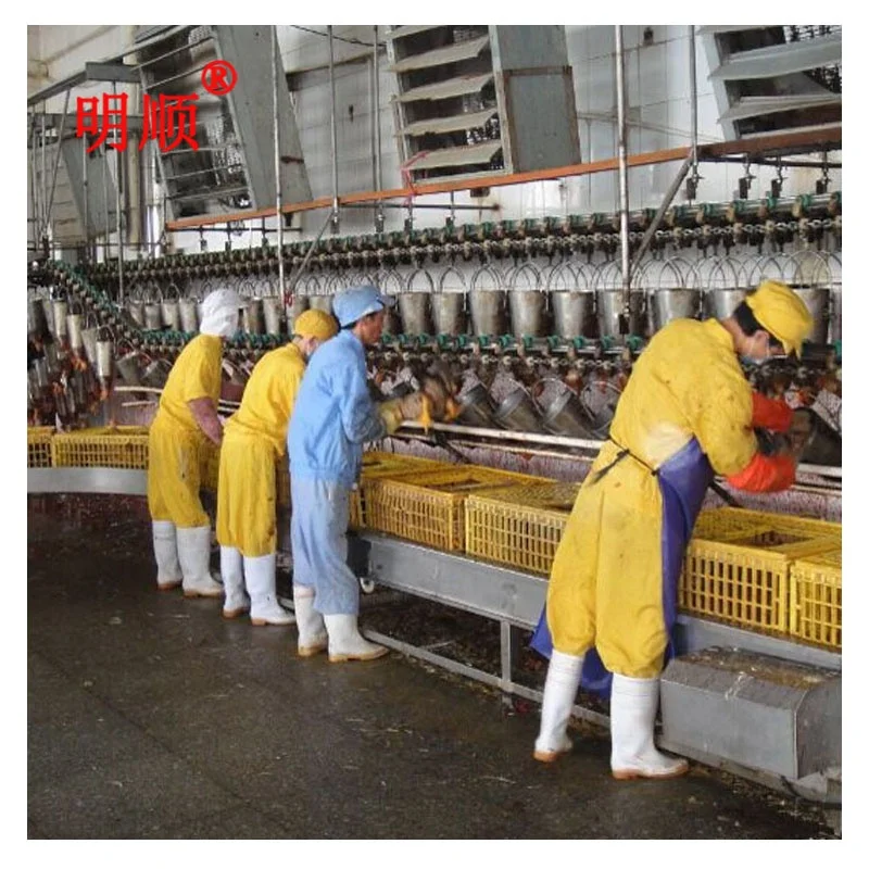 Chicken Slaughter Machine  Small Poultry Slaughter Machine Plant  Pigeon Slaughtering Line